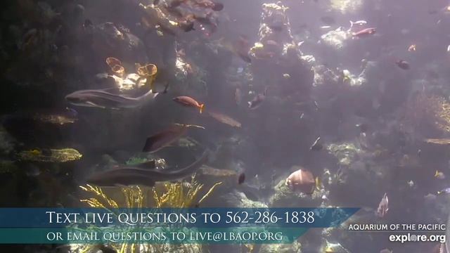 Aquarium Exploration: Habitats (Gr 3-5) смотреть онлайн