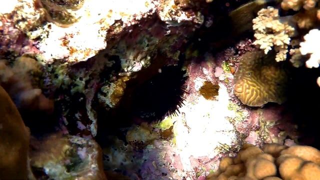 Honeycomb Filefish (Cantherhines Pardalis), Сотовый спинорог
