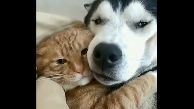 Эти милые животные смотреть онлайн