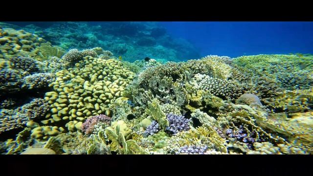 2 WEEKS ABU DABBAB Day 2 Hilton Nubian Resort Marsa Alam - Gopro Hero 10 @5,3k 60fps смотреть онлайн