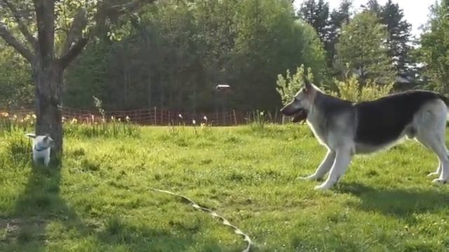 ВСТРЕТИЛИСЬ ВПЕРВЫЕ В ЖИЗНИ (МАРС И КОТЕНОЧЕК)) смотреть онлайн