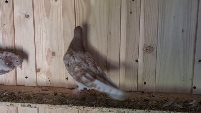 Бакинские мраморные голуби. Конец терпению! 😡 Николаевские в помощь! смотреть онлайн