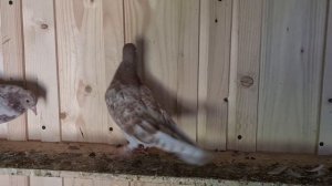 Бакинские мраморные голуби. Конец терпению! 😡 Николаевские в помощь!