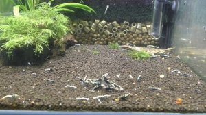 Уникальный и единственный корм и бактерии для аквариумных креветок  Больше не нужно разбираться