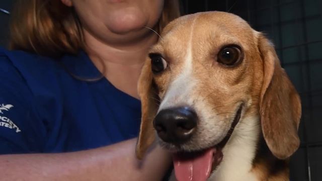 Maisie and her beagle pups are free (4,000 beagles)! смотреть онлайн