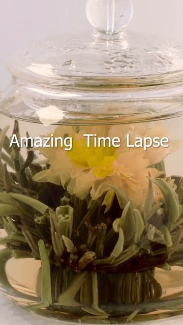 Brew tea tea flower blooms time lapse 🌸🌸😍 #shorts смотреть онлайн