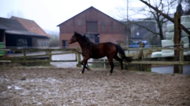 2.5 jährige Stute v. Diamond Hit- Likoto xx смотреть онлайн