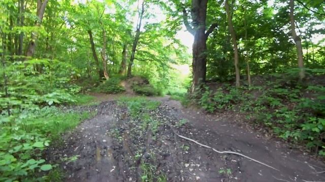 В ПОИСКАХ ТАИНСТВЕННОГО БАРА В ДРЕМУЧЕМ ЛЕСУ