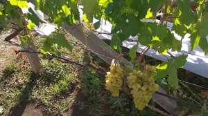 Сорт винограда Долгожданный