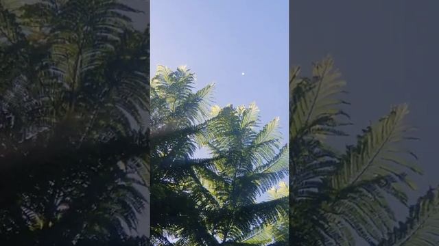 Ufo in Fullerton 7/31/2020 смотреть онлайн