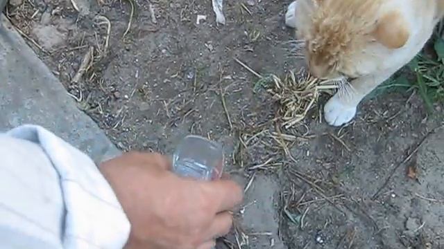 не пьющий кот смотреть онлайн