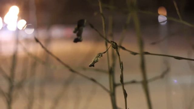 Тест объектива Гелиос 44M 58/2: теплое ламповое боке