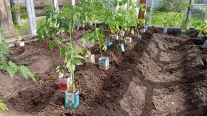 Подготовка теплицы, и посадка помидор.