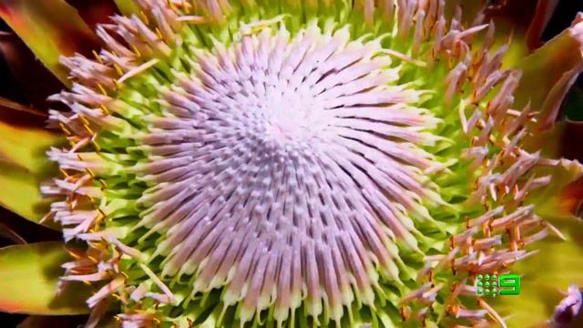 Channel 9 Promo: David Attenborough The Green Planet (2022) смотреть онлайн