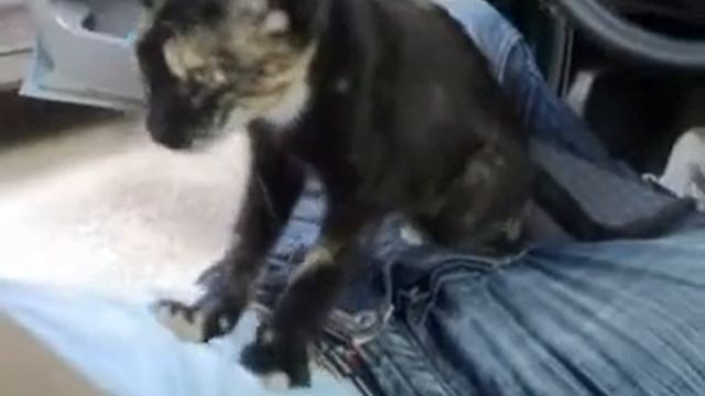 Кот Массажист! смотреть онлайн