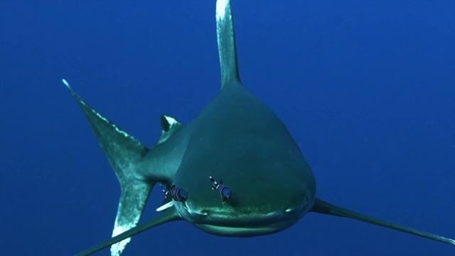 Hotel Mövenpick El Quseir & Unterwasserwelt - Marsa Alam Vacation in the valley of the kings смотреть онлайн