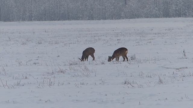 Косули в зимний период 2. смотреть онлайн
