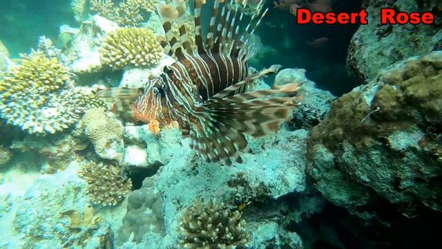 Egypt Marsa Alam 2021 diving session смотреть онлайн