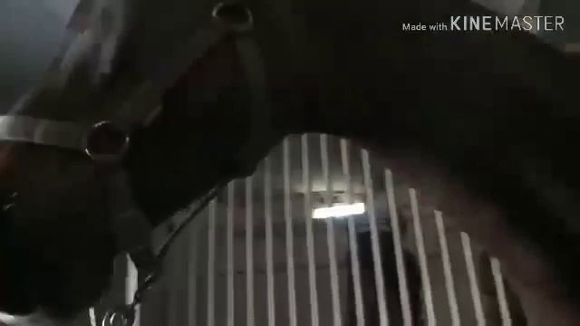 Horses klip/Любуясь лунным светом. смотреть онлайн