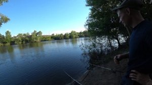 Поклевка сазана онлайн #Водосброс #fishing #carpfishing #воронеж