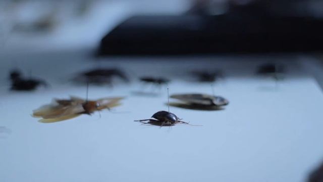 Spineless at the Great North Museum - the team install the beetle and moths смотреть онлайн