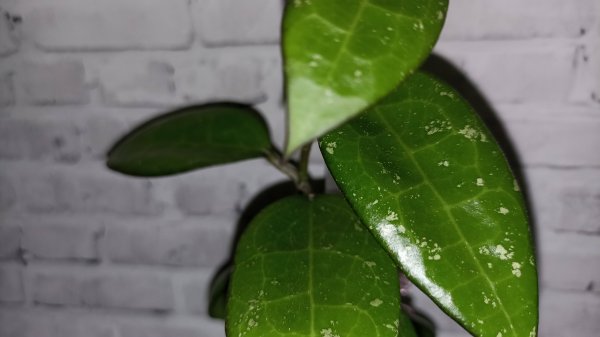 Хойя Паразитика Блек Эйдж. "Black Edge"