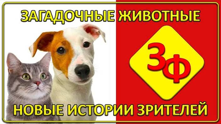 079 Мы далеко не всё знаем о животных Истории зрителей канала смотреть онлайн