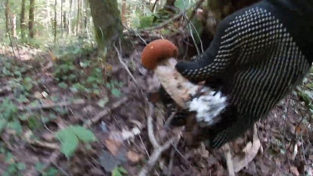 В лес по грибы и на воду))) смотреть онлайн