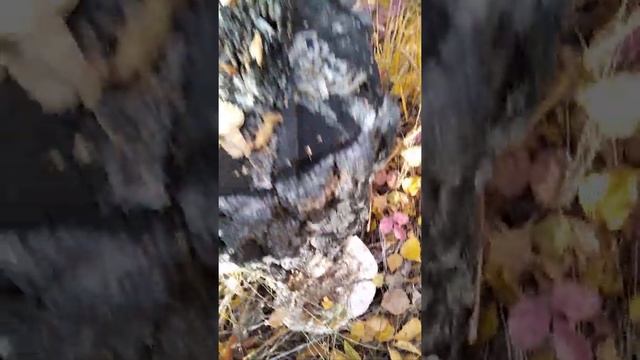 Опята//Ищу грибы