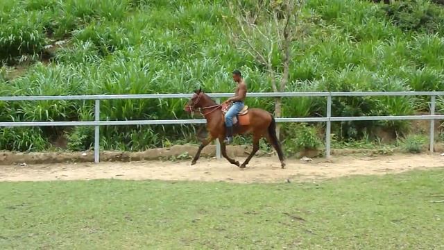 Herdade Mascote - Mangalarga Marchador смотреть онлайн
