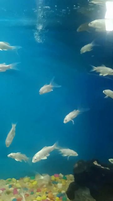 White Comet Fish🐠🥰#viral #shorts #youtubeshorts #short #fish🥰🙏