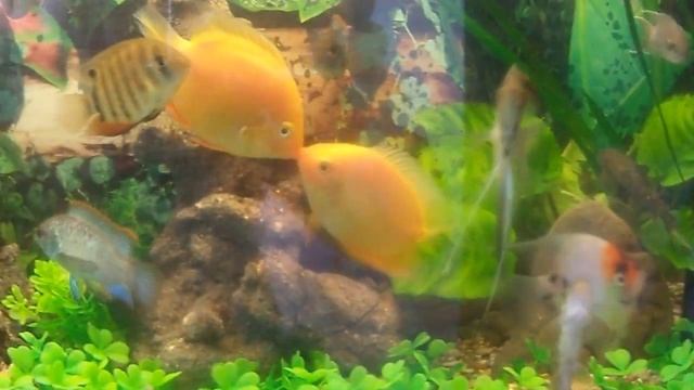 очень удивительное и приятное видео смотреть онлайн