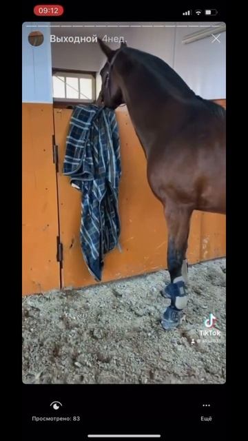 Конь и пальто #horse #лошади #конь #пальто смотреть онлайн