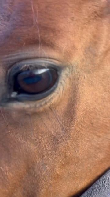 Как вкусно хрустит сено #nature #village #horse #animals #лошади #деревня #природа смотреть онлайн