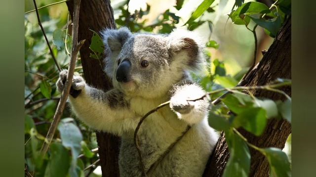 🌿 Tutto quello che c'è da sapere sui KOALA смотреть онлайн