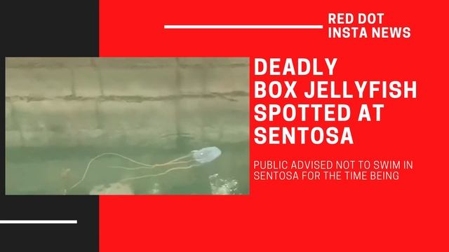 Deadly box jellyfish spotted at Sentosa, Singapore смотреть онлайн