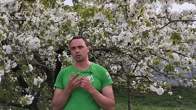 Зроби цю обробку та забудь про черв'яків у вишні та черешні смотреть онлайн