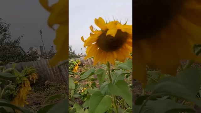 Последние краски и дары осени 24 сентября 2022 года смотреть онлайн