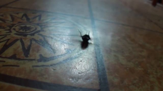 Муха-Паукан смотреть онлайн