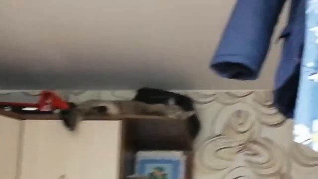 Мой кот Марс!!!😁 смотреть онлайн