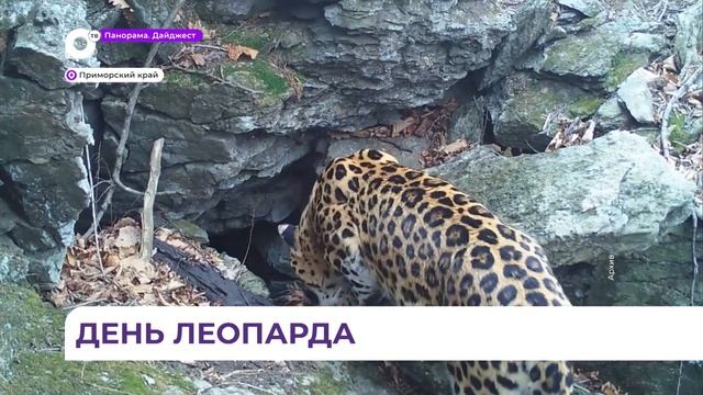 Ареал обитания дальневосточного леопарда расширяется