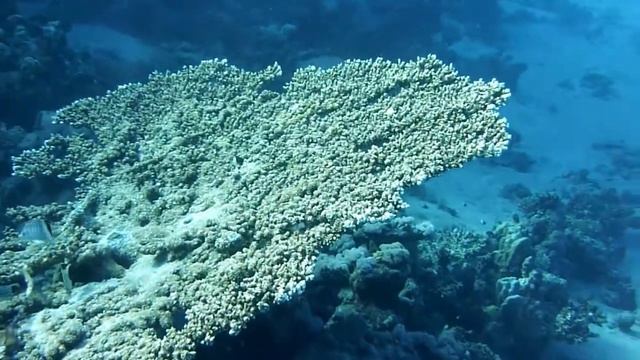 Marsa Egla | Marsa Alam | Egypt | 11/2015 смотреть онлайн