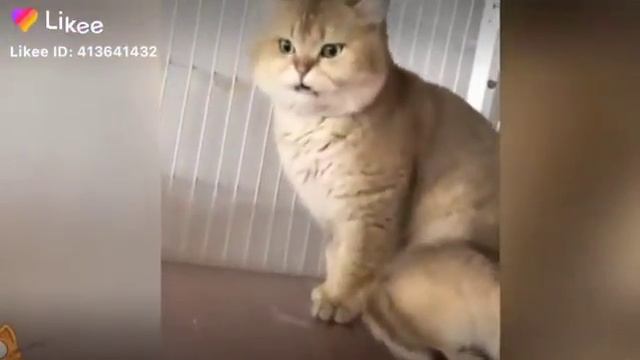 Пукнул в лецо 😁😁😁