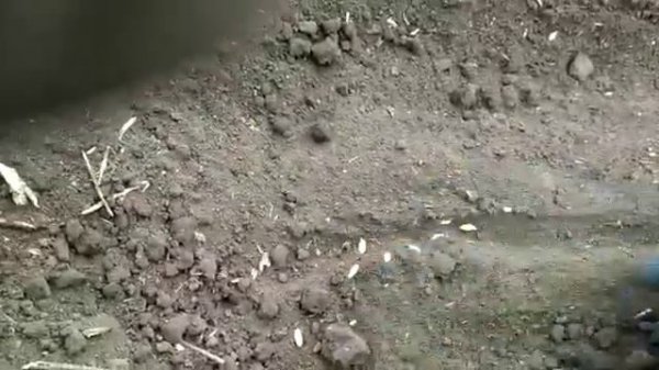 Terrasem (продолжение). Семенное ложе.