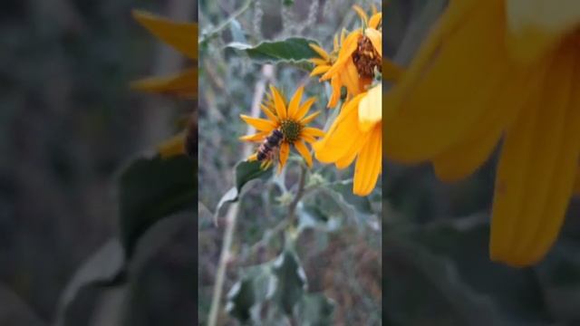 Рай в цветах нас ждёт по всей планете!