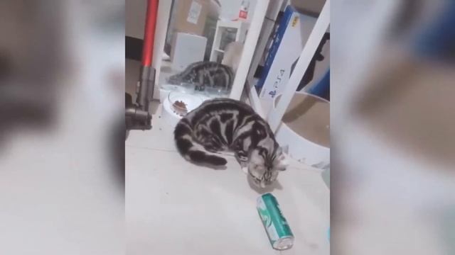 СМЕЯЛСЯ ПОЛ ЧАСА! Приколы с животными смотреть онлайн