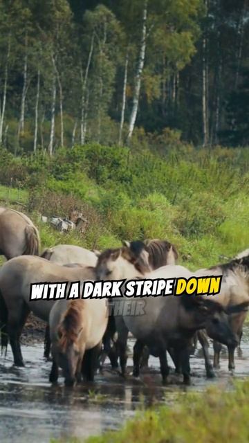 Learn more about Tarpan Horses #resilient #headstrong # смотреть онлайн
