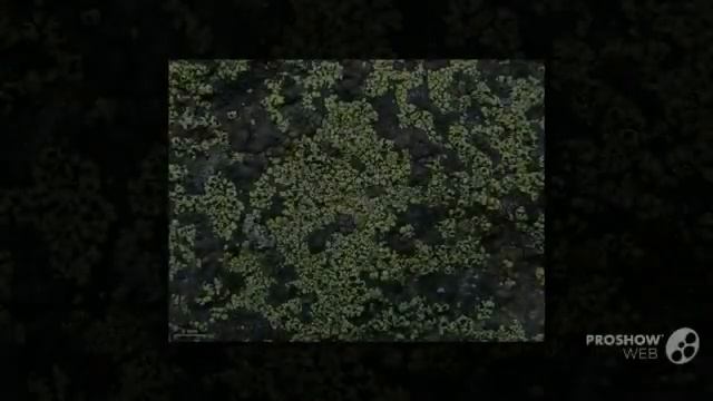 Rhizopogon subsalmonius - fungi kingdom смотреть онлайн