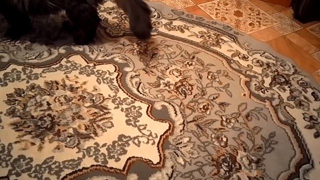 Кот Марс. Сказал своё веское слово. смотреть онлайн
