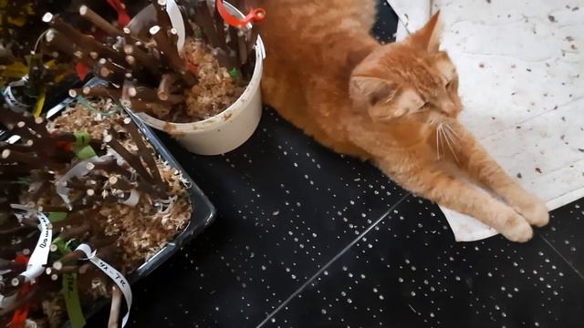 Саженцы винограда смотреть онлайн